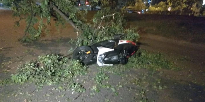 Motociclista en delicado estado de salud tras caerle un árbol encima en Santander